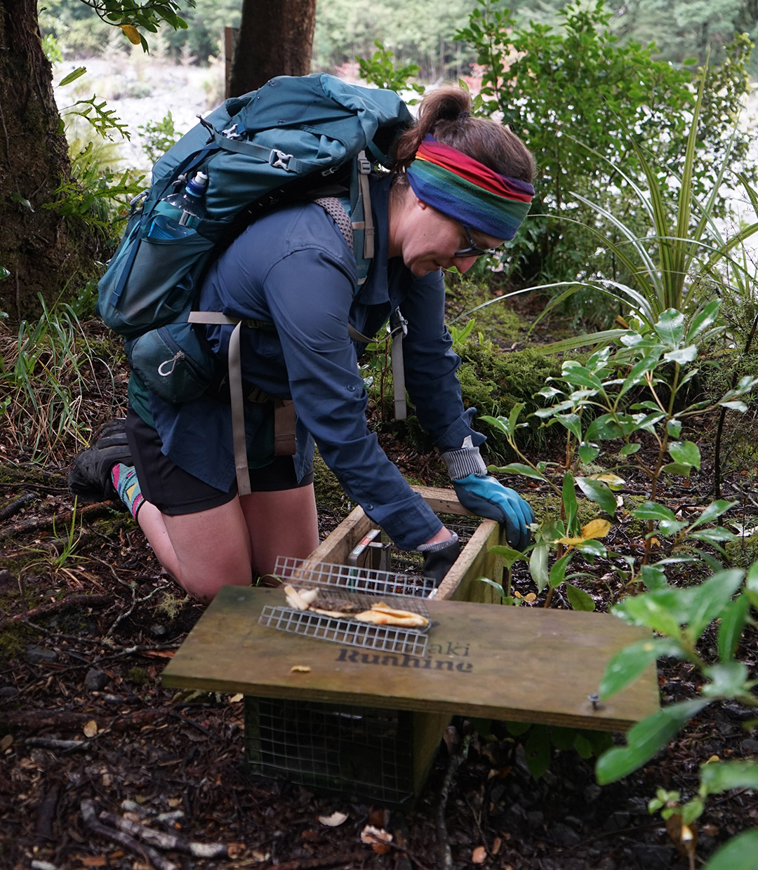 A hiker rebaits a stoat trap